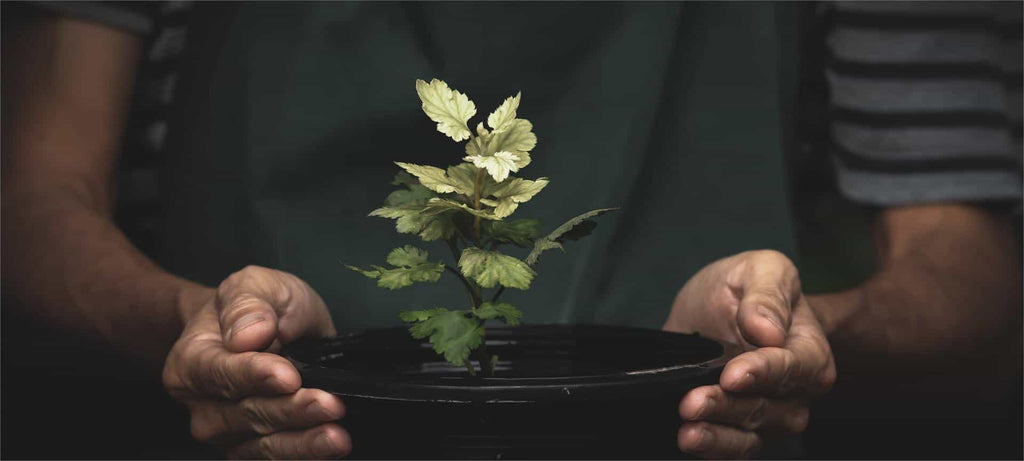 Plant Pots <br> Gallon pots