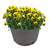 Black Trade Gallon Root Garden Container Premium Nursery Pots Netuera