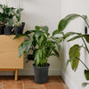Netuera 25 Gallon Black Plastic Plant Nursery Pot Container Seed Grow Flower Garde Netuera