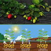 Netuera 3*300ft Weed Barrier Landscape Fabric Durable Garden Block Gardening Cover Mat Netuera