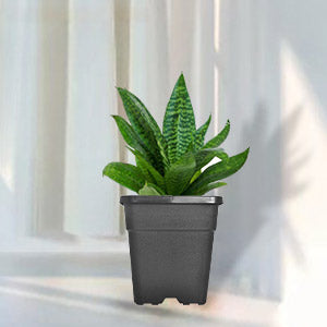 New  Black Trade Gallon Root Garden Container Premium Nursery Pots USA Netuera