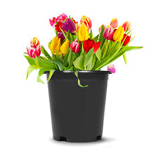 New  Black Trade Gallon Root Garden Container Premium Nursery Pots USA Netuera