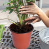 Plastic Plant Flower Pots Nursery Seedlings Pot Plant 100Pcs Netuera
