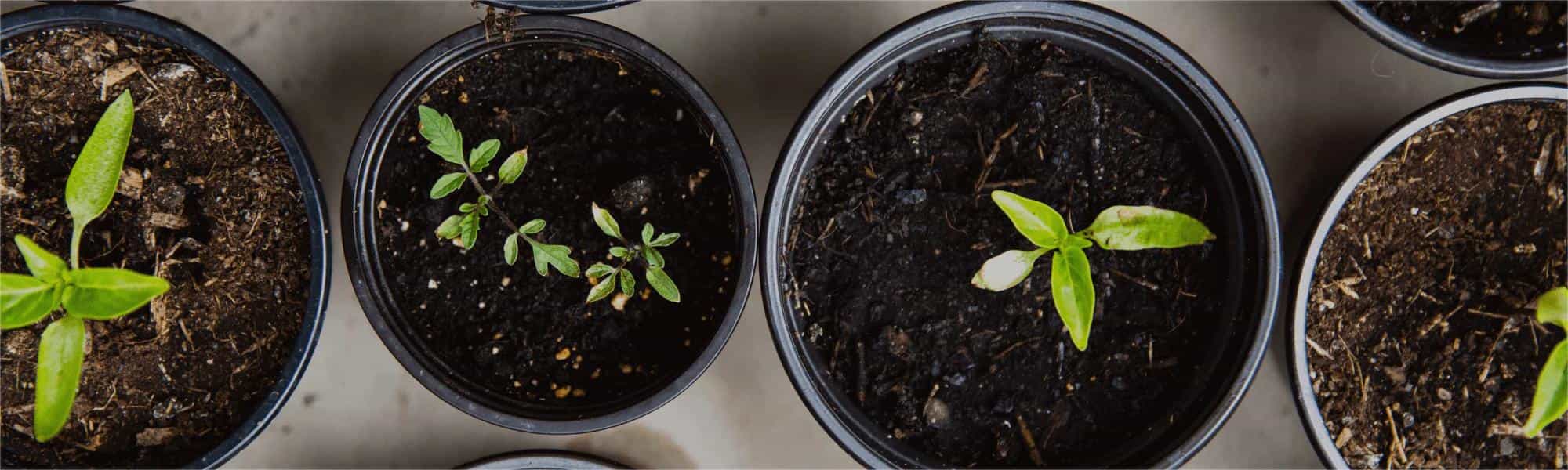 Gallon Pots