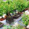 Netuera Elevated Planter Box Raised Garden Bed Kit Vegetable Herb Flower Patio Grow Yard