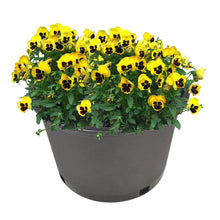 Black Trade Gallon Root Garden Container Premium Nursery Pots Netuera